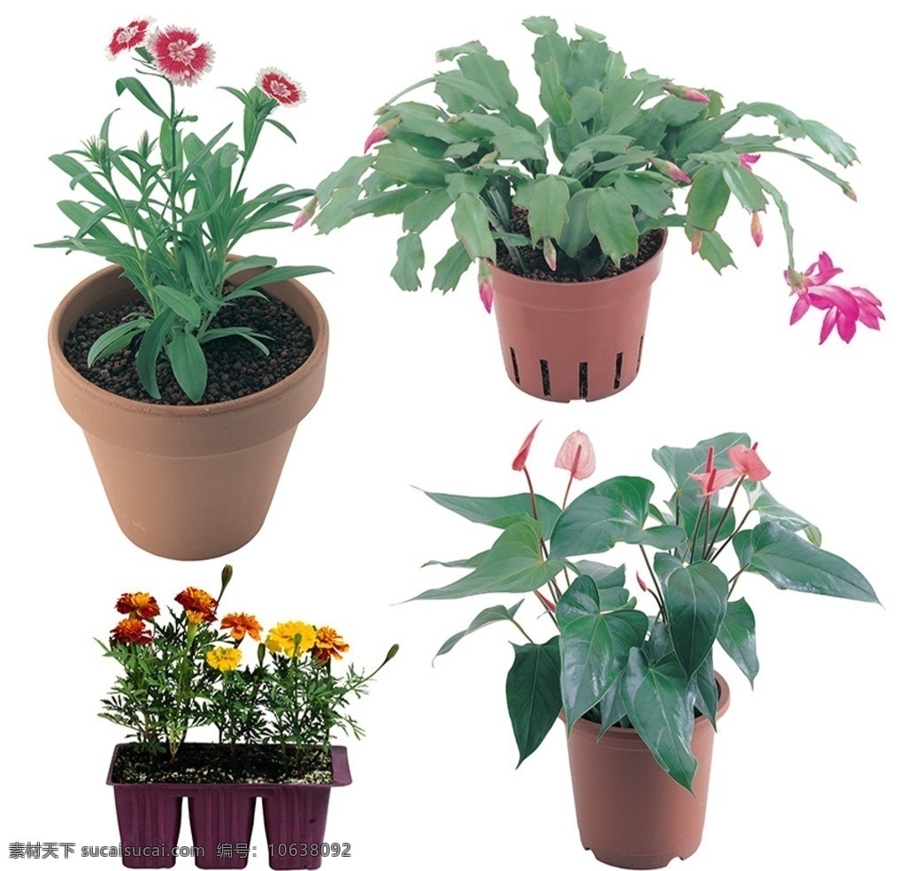 花卉盆栽素材 红掌花 蟹爪兰 石竹 百日菊 家居花卉盆栽 花卉植物 分层