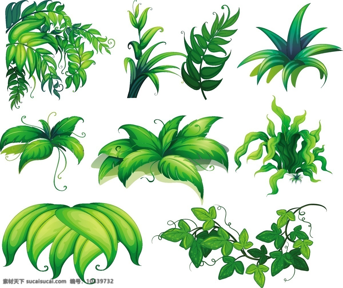不同 植物 插图 树叶 自然 装饰 绘画 插画 藤蔓 美丽 种类
