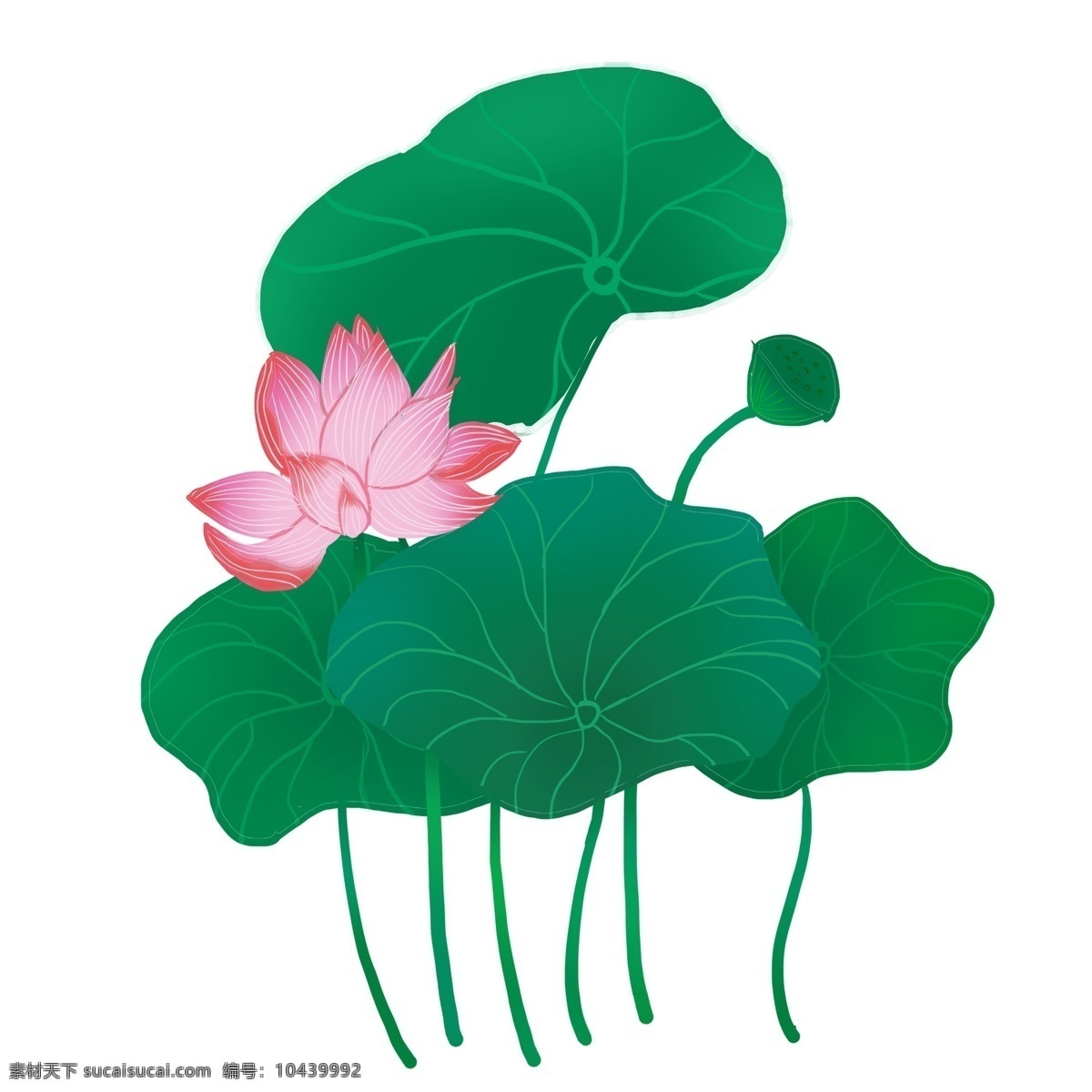 莲子 夏季 荷花 荷叶 夏天 荷塘
