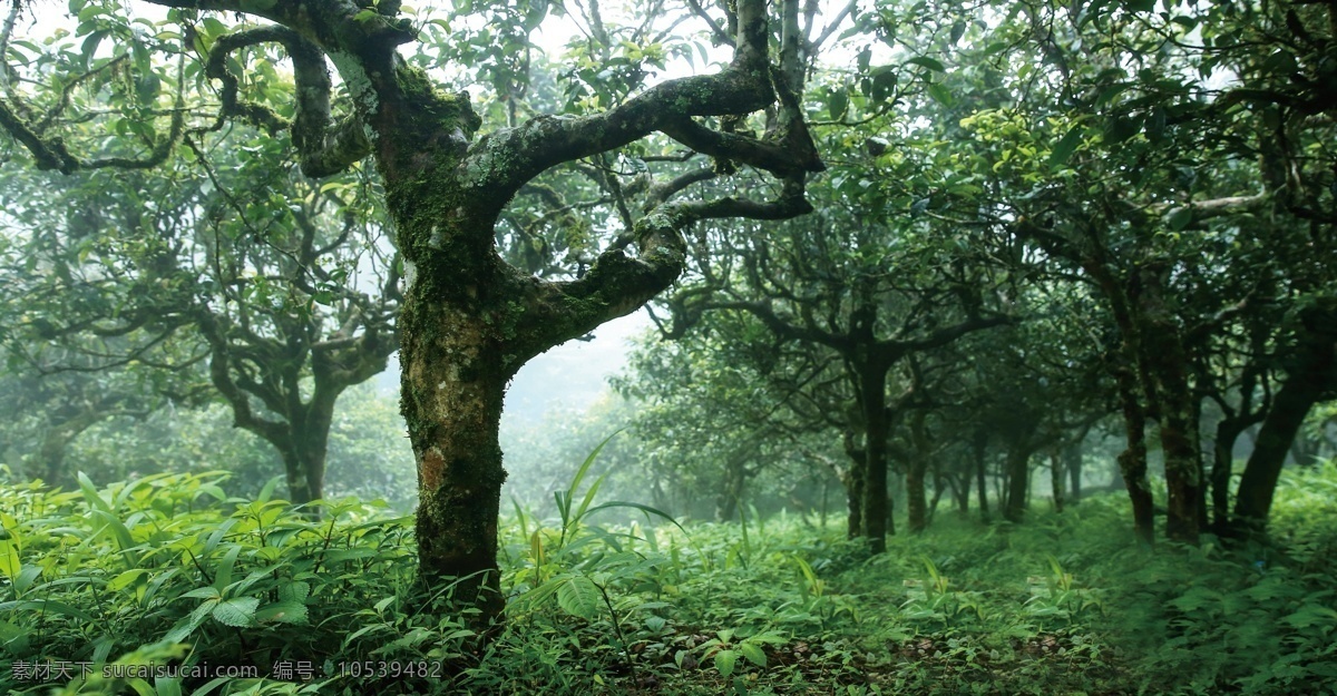 茶树林 绿色 森林 树木 草地 植被 大树 茶树 自然景观 自然风景