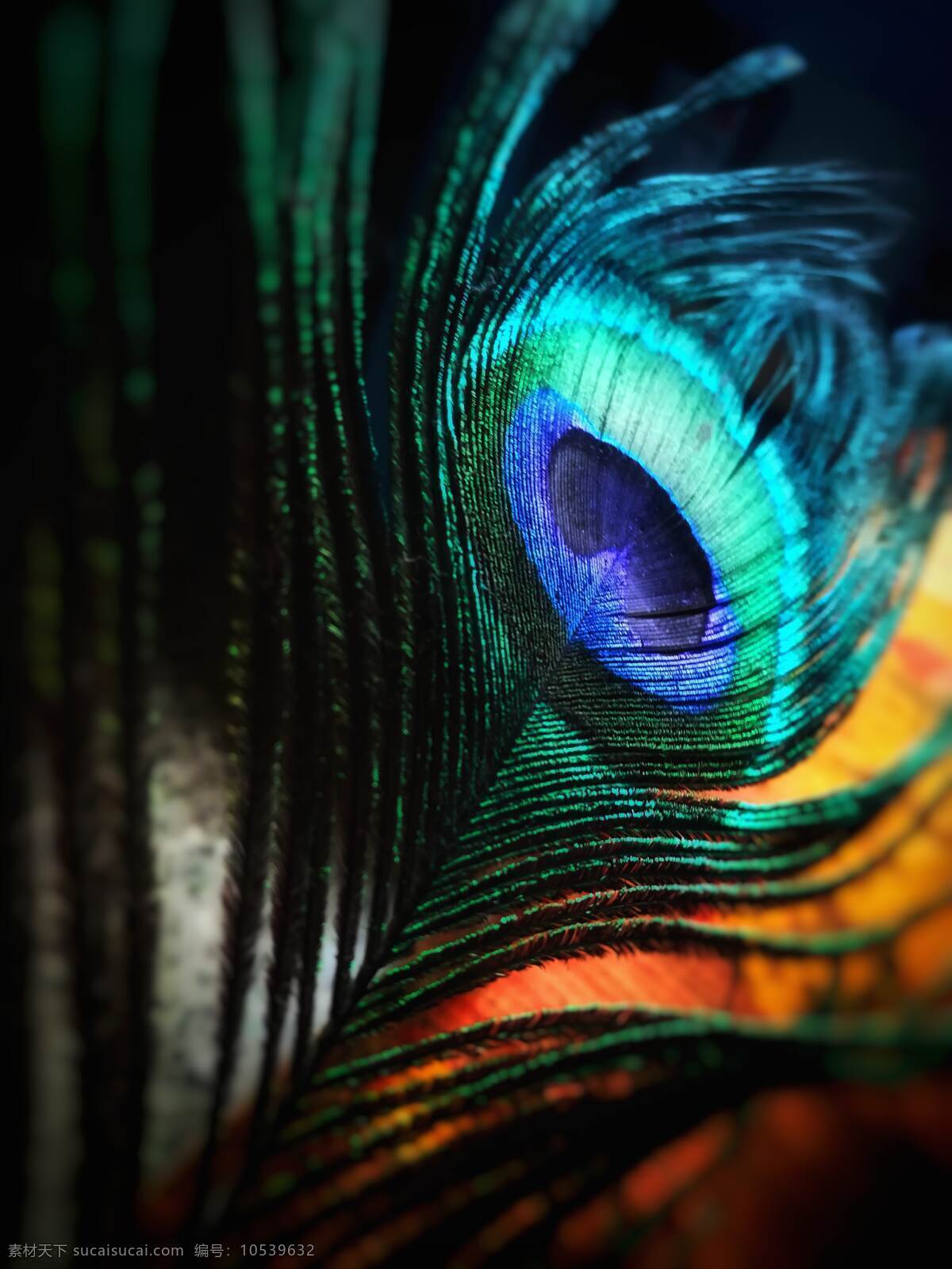 孔雀羽毛 孔雀 羽毛 纹路 绿色 蓝色 发光 神秘 自然 底纹边框 背景底纹