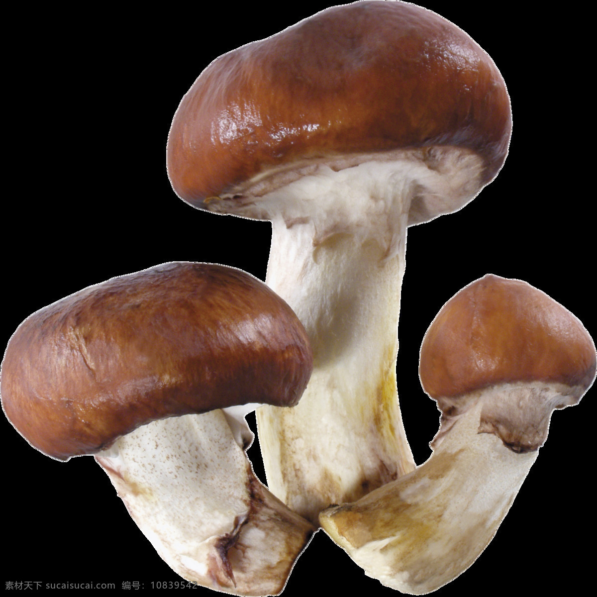 新鲜 蘑菇 免 抠 透明 图 层 蘑菇卡通画 可爱蘑菇 蘑菇头 蘑菇矢量图 蛇蘑菇 白蘑菇 菇 野生蘑菇 新鲜香菇 干香菇 鲜蘑 卡通香菇 椴木香菇 香菇素材 野生香菇