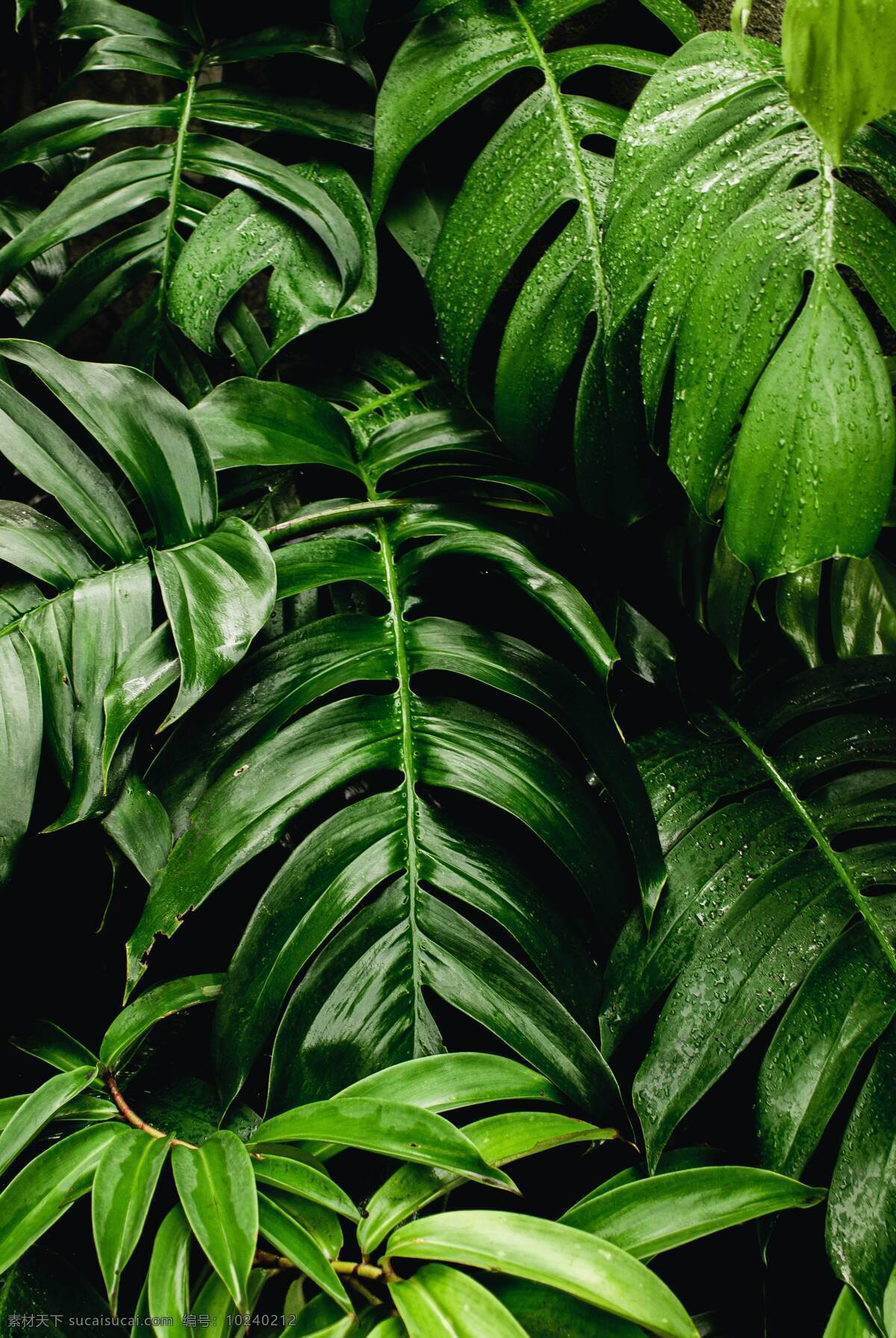 芭蕉叶 花 绿植 矢量 叶子 夏天 清新 植物矢量 叶子矢量 花矢量 绿植矢量 夏季 夏日 背景 花卉 季节 小清新 生态 绿色 绿色背景 植物背景 花卉背景 夏天背景 夏日背景 生物世界 花草