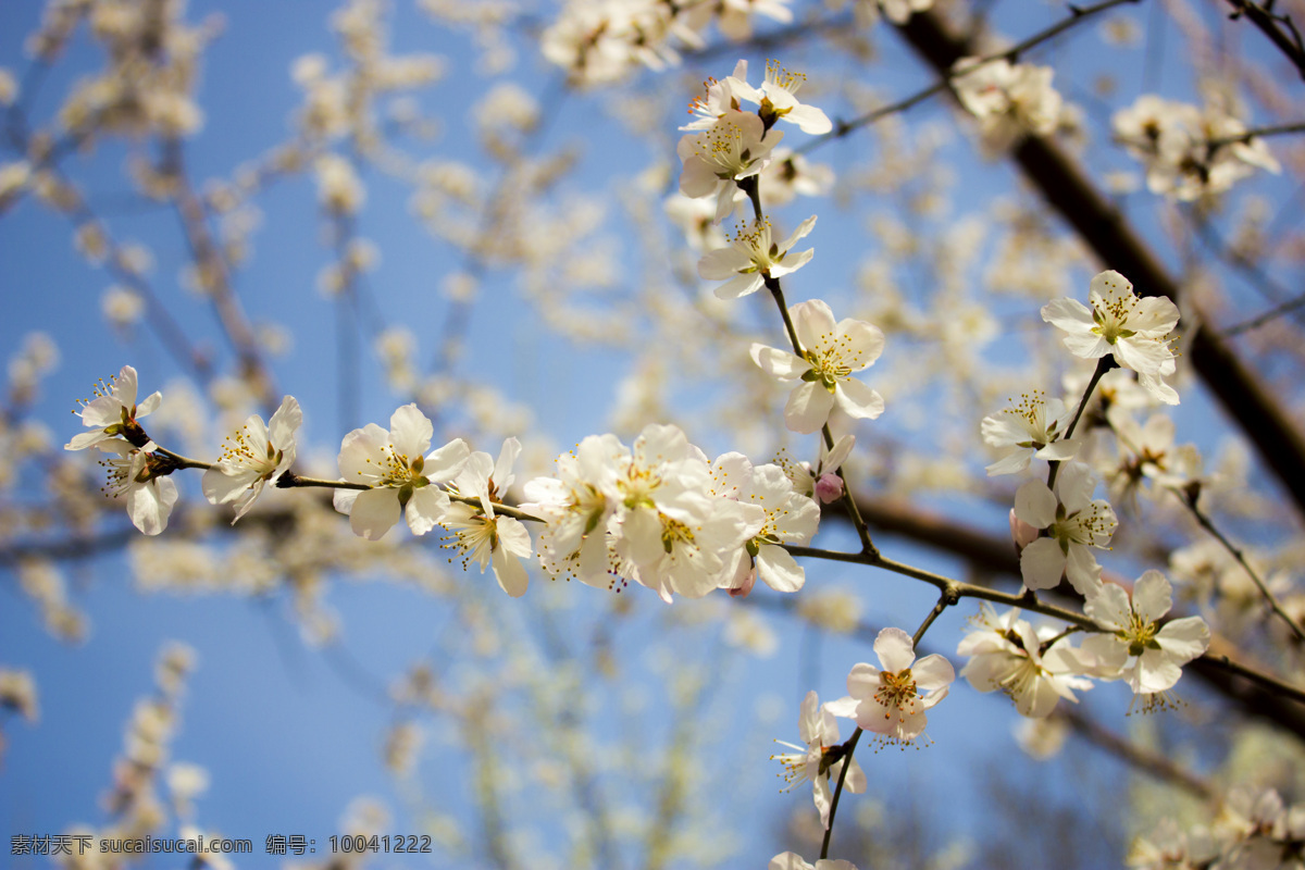 春季花朵 花 花朵 春天花 花瓣 春 春季 春天 花海 花世界 美丽春天 唯美 静物 美景 树木 枝条 开花 花朵绽放 绽放花朵 摄影图 生物世界 花草