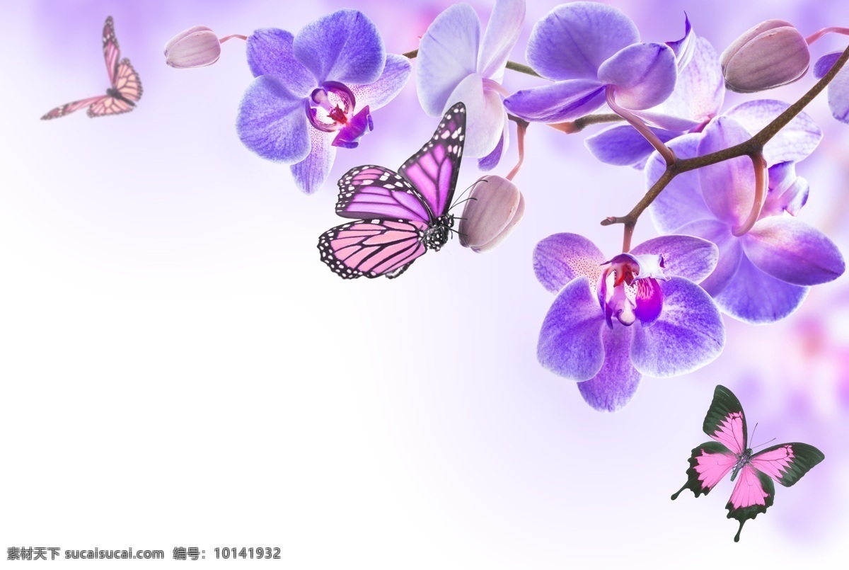 鲜花 蝴蝶兰 紫色 背景 创意 唯美 梦幻 生物世界 昆虫