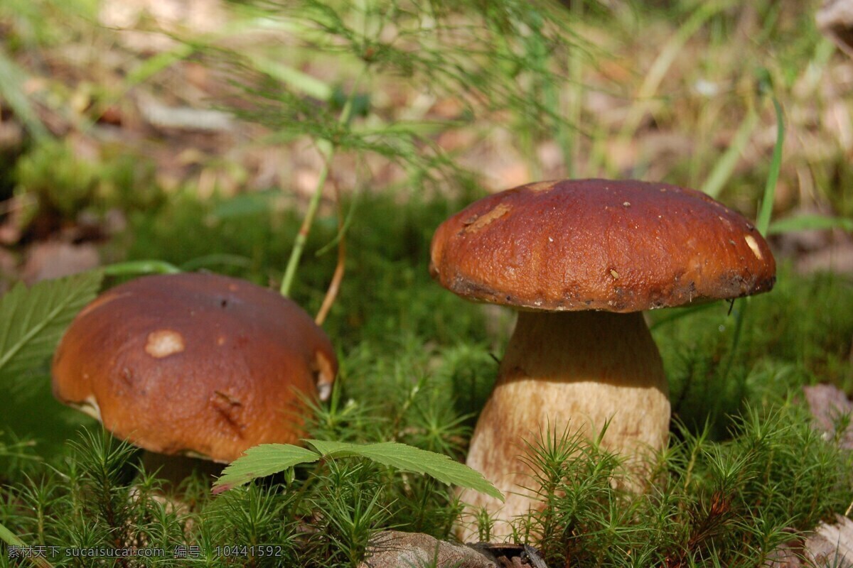 野生菌菇 菌菇 野生菌 蘑菇 野生蘑菇 毒蘑菇 食用菌 生物世界 其他生物