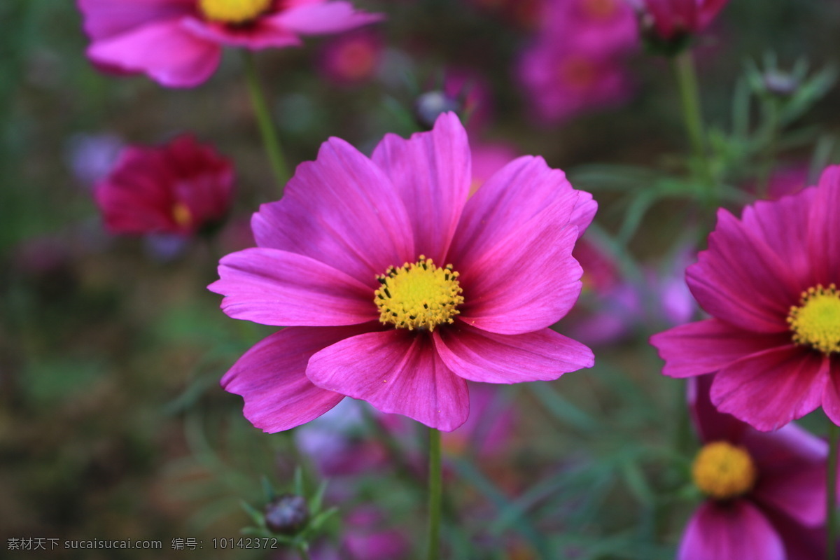 格桑花 花 花朵 花草 红花 花蕊 花瓣 红色 鲜花 植物世界 生物世界