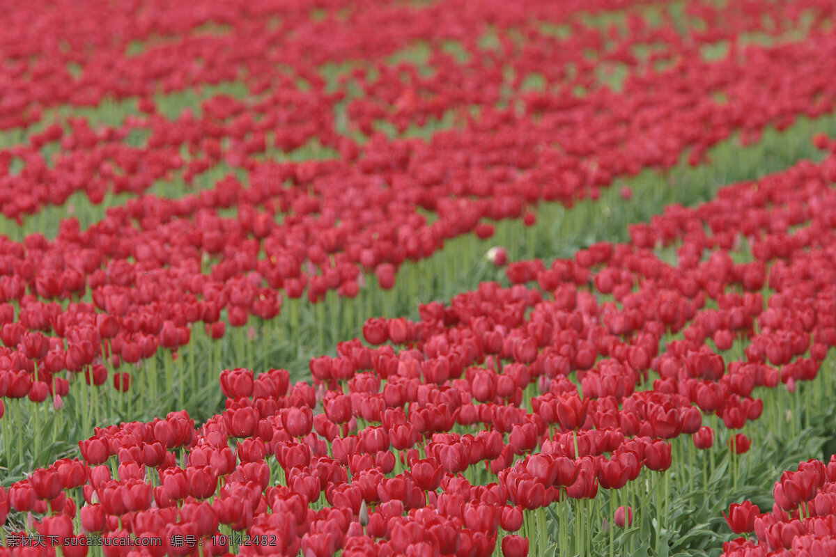 郁金香 花卉 鲜花 花朵 花园 美丽风景 摄影图 花草树木 生物世界 红色