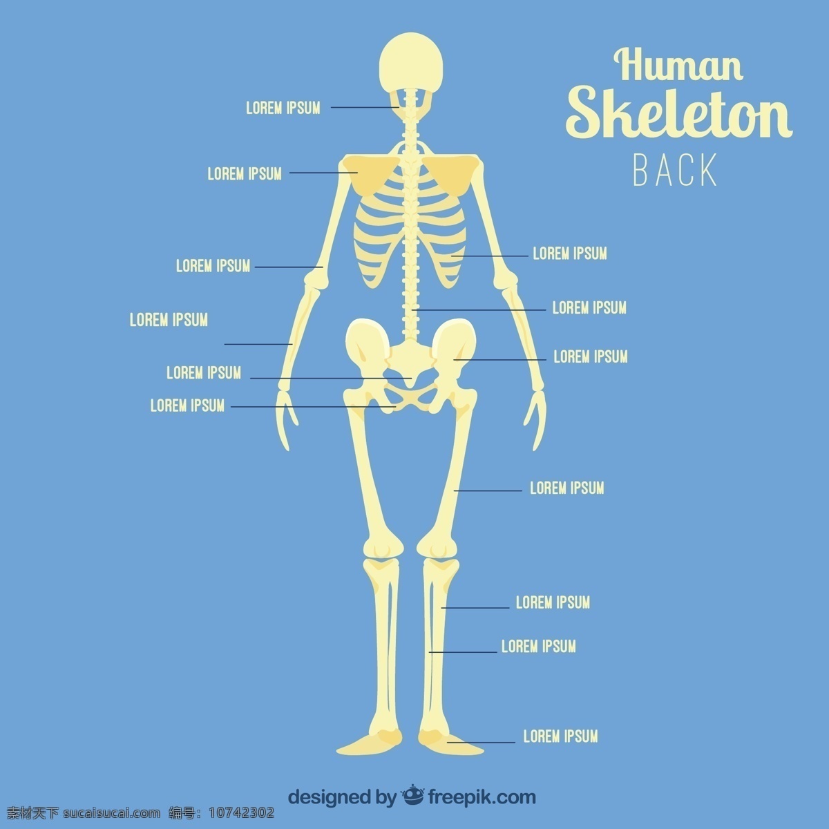 人类 骨骼 回来 人 医学 研究 人体 背部 蓝色