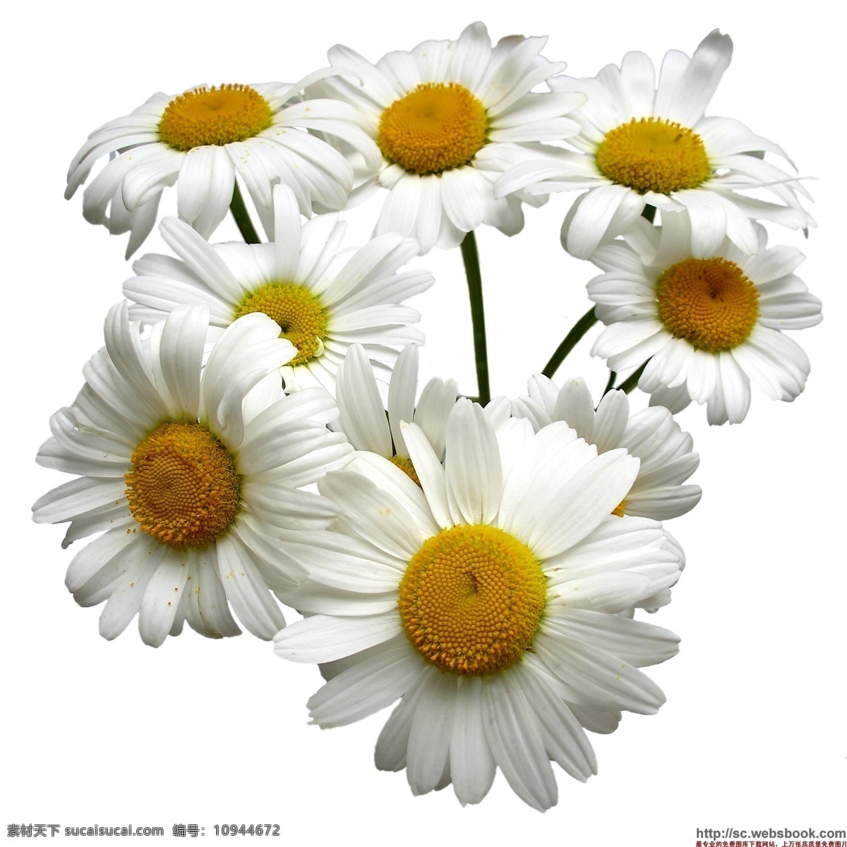 花卉 雏菊 白色 小雏菊 鲜花 生物世界 花草