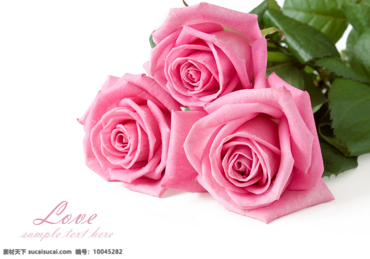 玫瑰花摄影 粉红色玫瑰 玫瑰花 鲜花摄影 美丽花卉 美丽花朵 花草树木 生物世界 白色