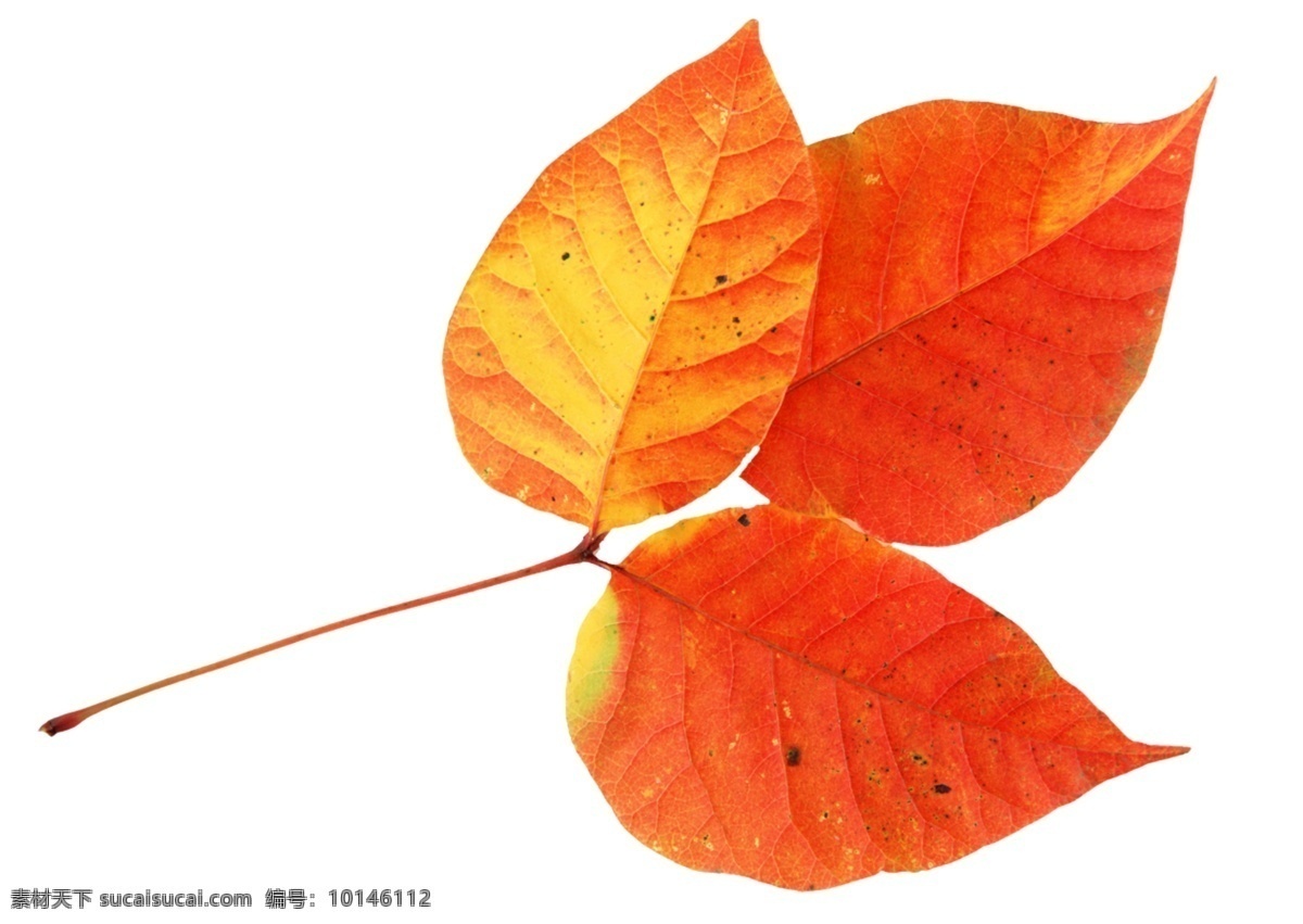 漂亮 秋色 植物 叶片 红叶 秋叶 叶子 高清叶片 psd源文件
