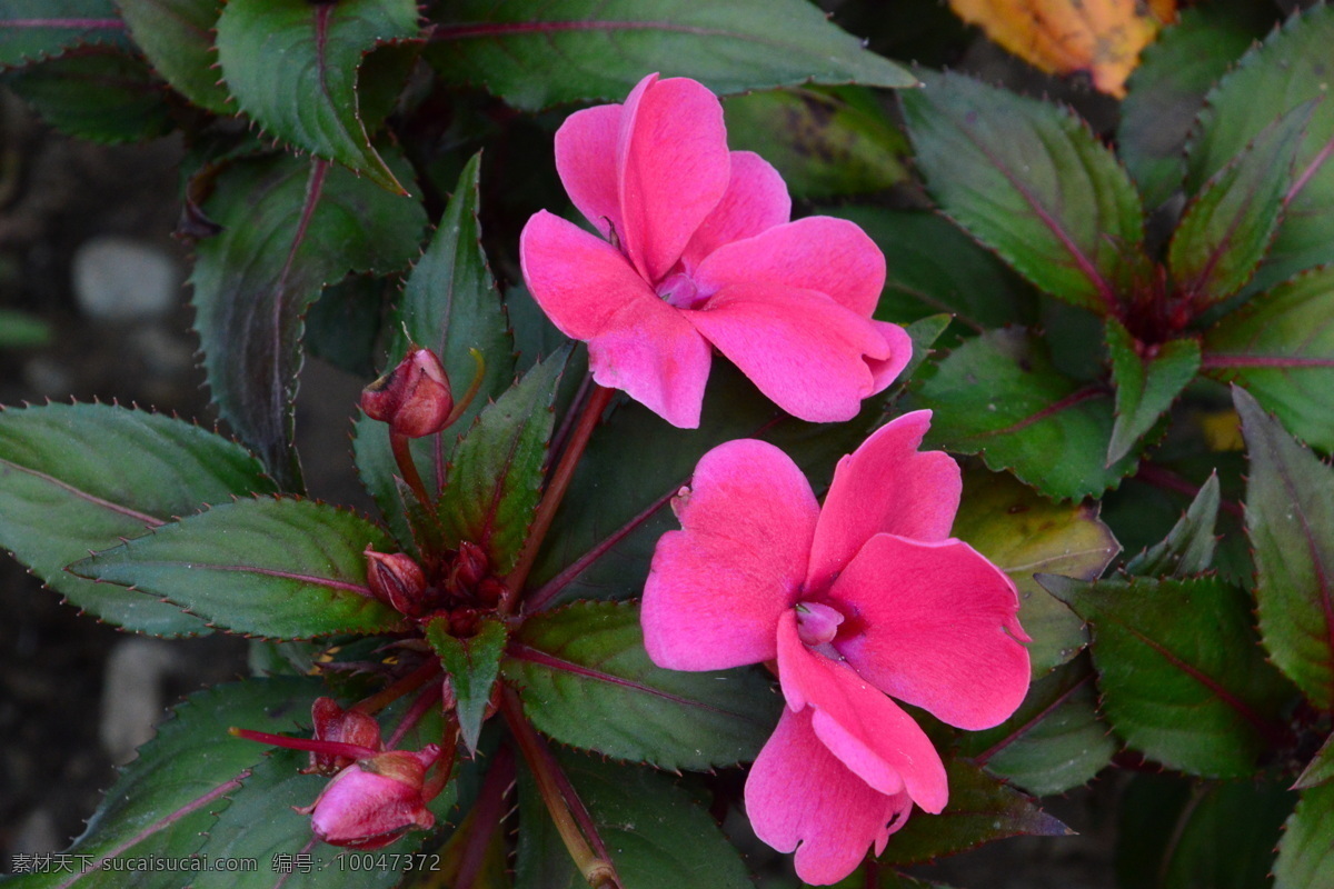 凤仙花 指甲花 急性子 凤仙 花卉 花草 花朵 花瓣 观赏花卉 绿化景观 花卉大观园 生物世界