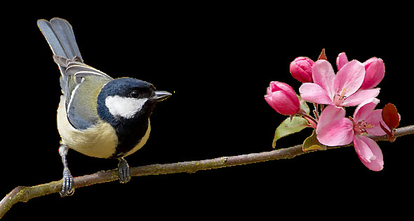春天 清新 蓝色 小鸟 装饰 元素 动物 梅花 树枝 装饰元素