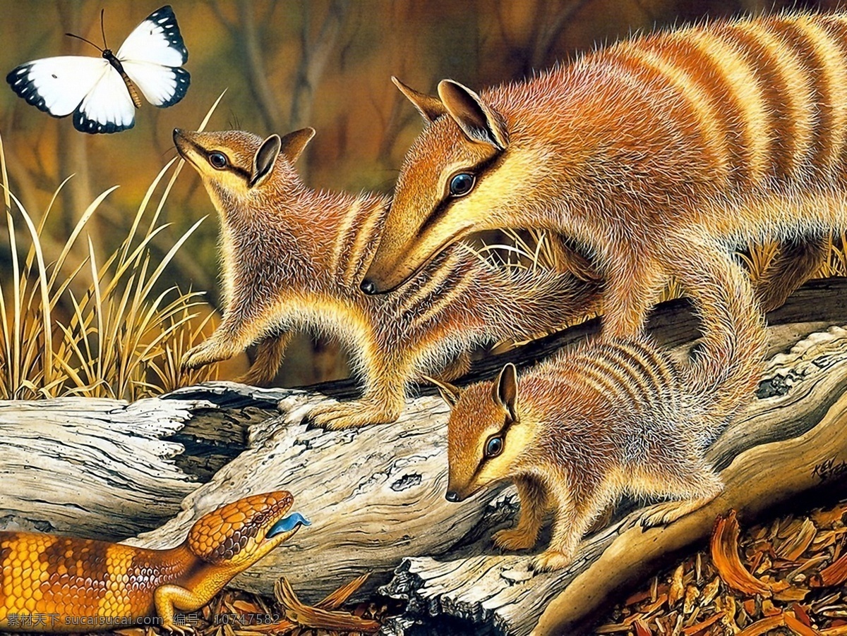 松鼠 手绘 动物 画 手 手绘动物画 设计素材 其它动物 动物插图 书画美术 棕色