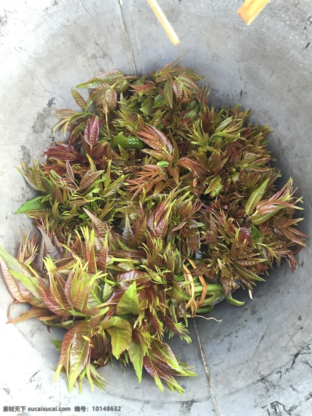 香椿 椿树 椿 叶菜 香椿芽 香椿叶 野菜 绿色蔬菜