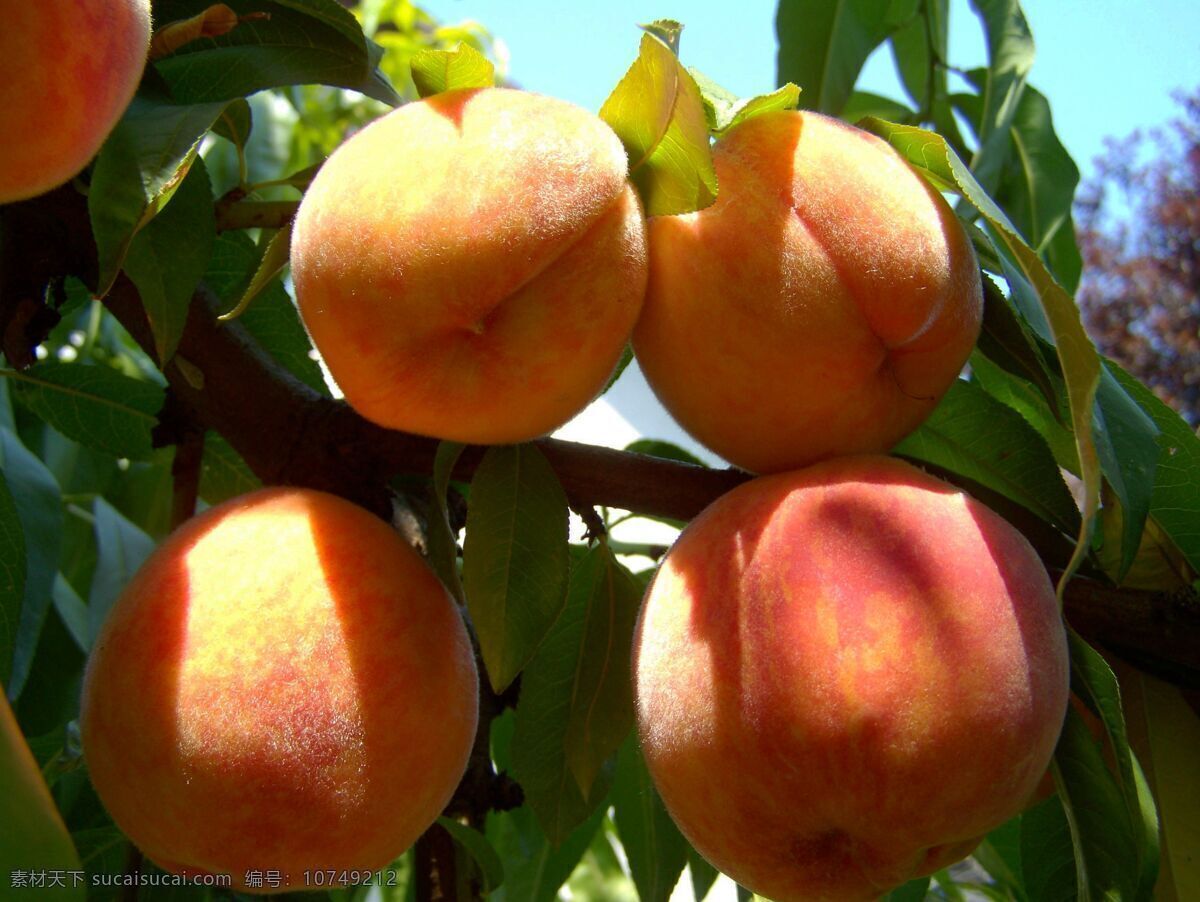 新鲜 水蜜桃 新鲜的水蜜桃 蜜桃 桃子 有机水果 绿色水果 果园 果树 生物世界 水果