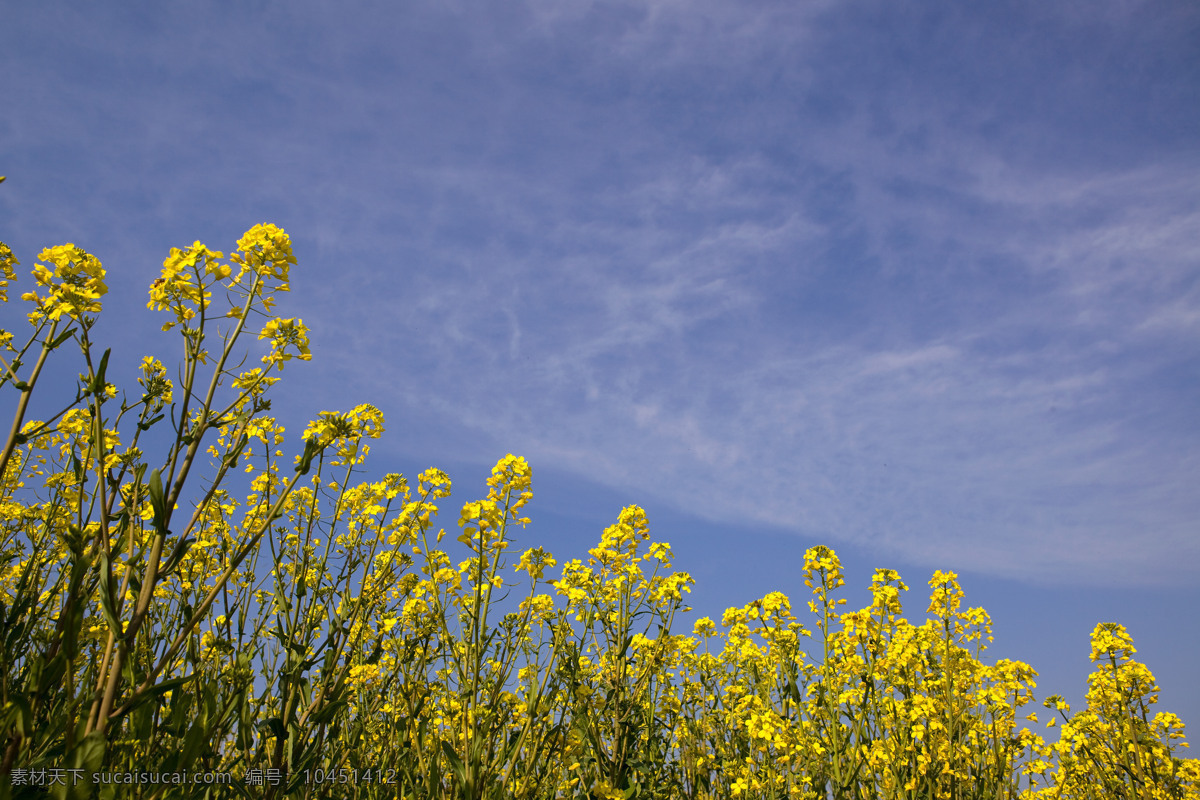 油菜花 蓝天 植物 蜜蜂 仰视 黄色 云彩 蔬菜 生物世界 蓝色