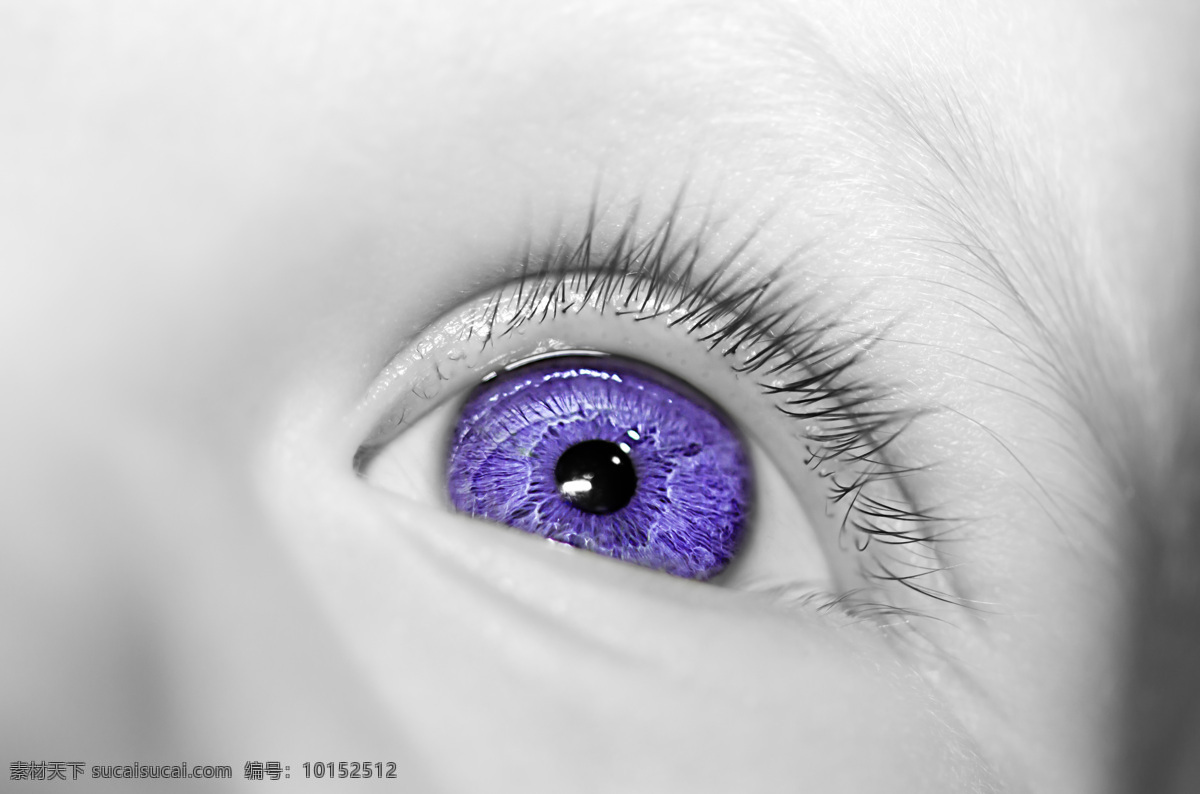 紫色 美女 眼睛 美女眼睛 视网膜 眼球 眼球结构组织 瞳孔 性感美女 人体器官 人体器官图 人物图片