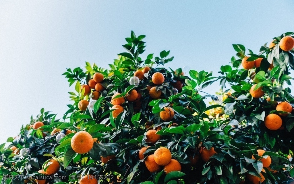 橘子树 橘子 水果 食物 树木 绿色 天空 自然生物 生物世界