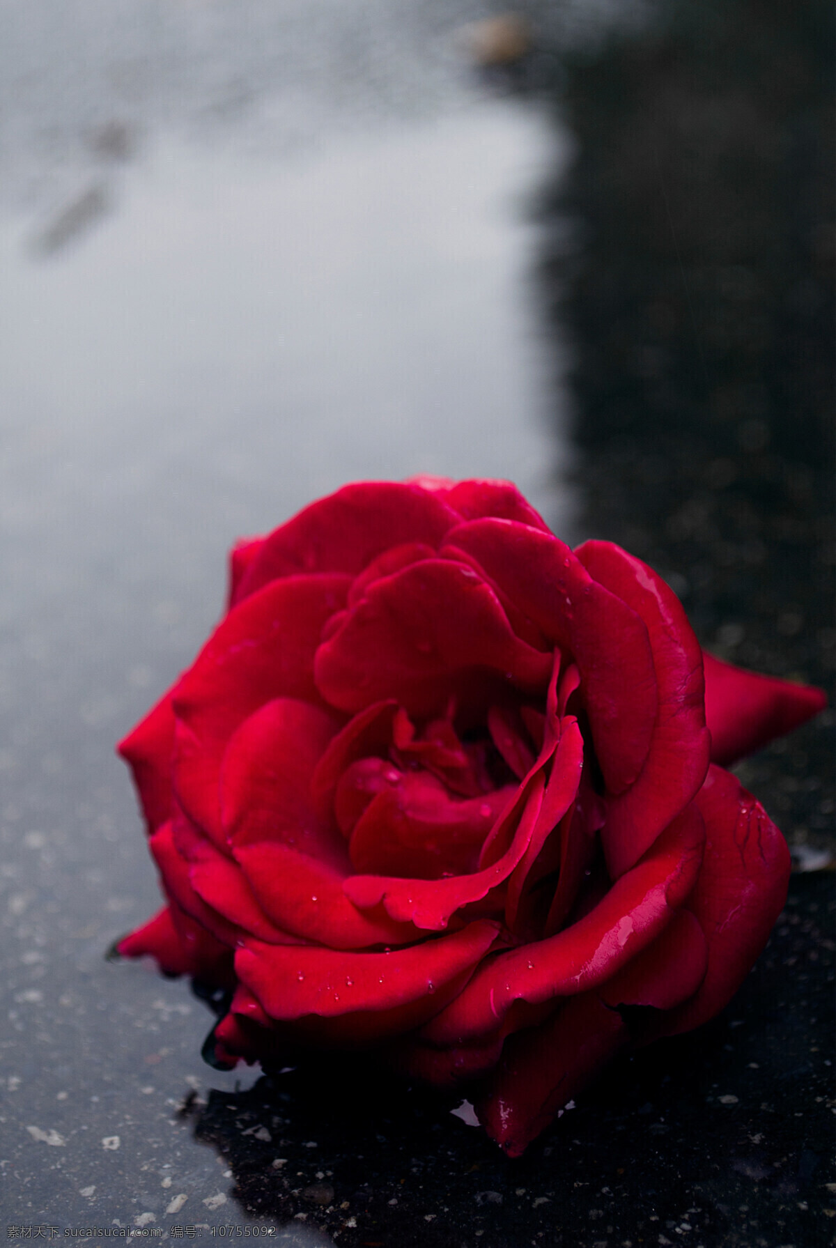 玫瑰花 红玫瑰 雨水 下雨 雨中玫瑰 玫瑰盛开 这花那草