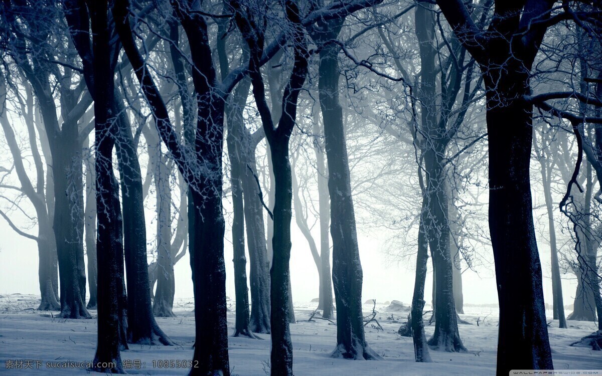 冬天森林 树叶 落叶 绿叶 冬天 雪景 背景 壁纸 森林 树枝 树木 树叶绿树 树木树叶 自然风景 生物世界