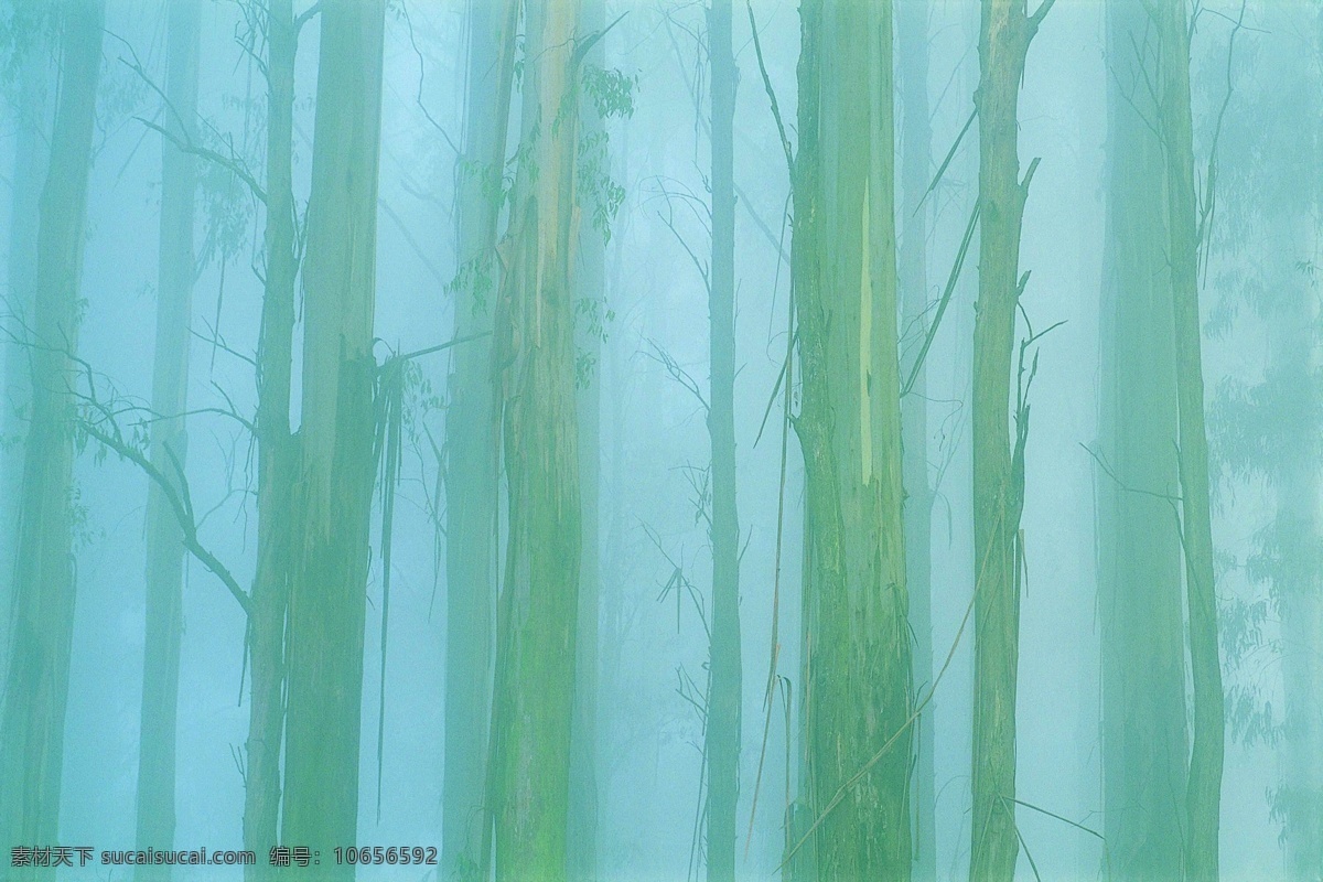 自然 类 森林树木 自然类之