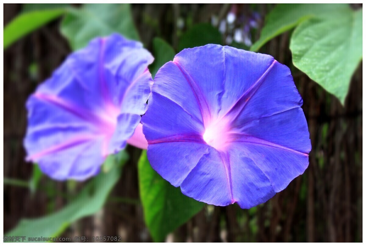 蓝色的牵牛花 牵牛花 鲜花 花草 植物 黑丑 白丑 二丑 喇叭花 牵牛 朝颜花 花草植物树木 生物世界