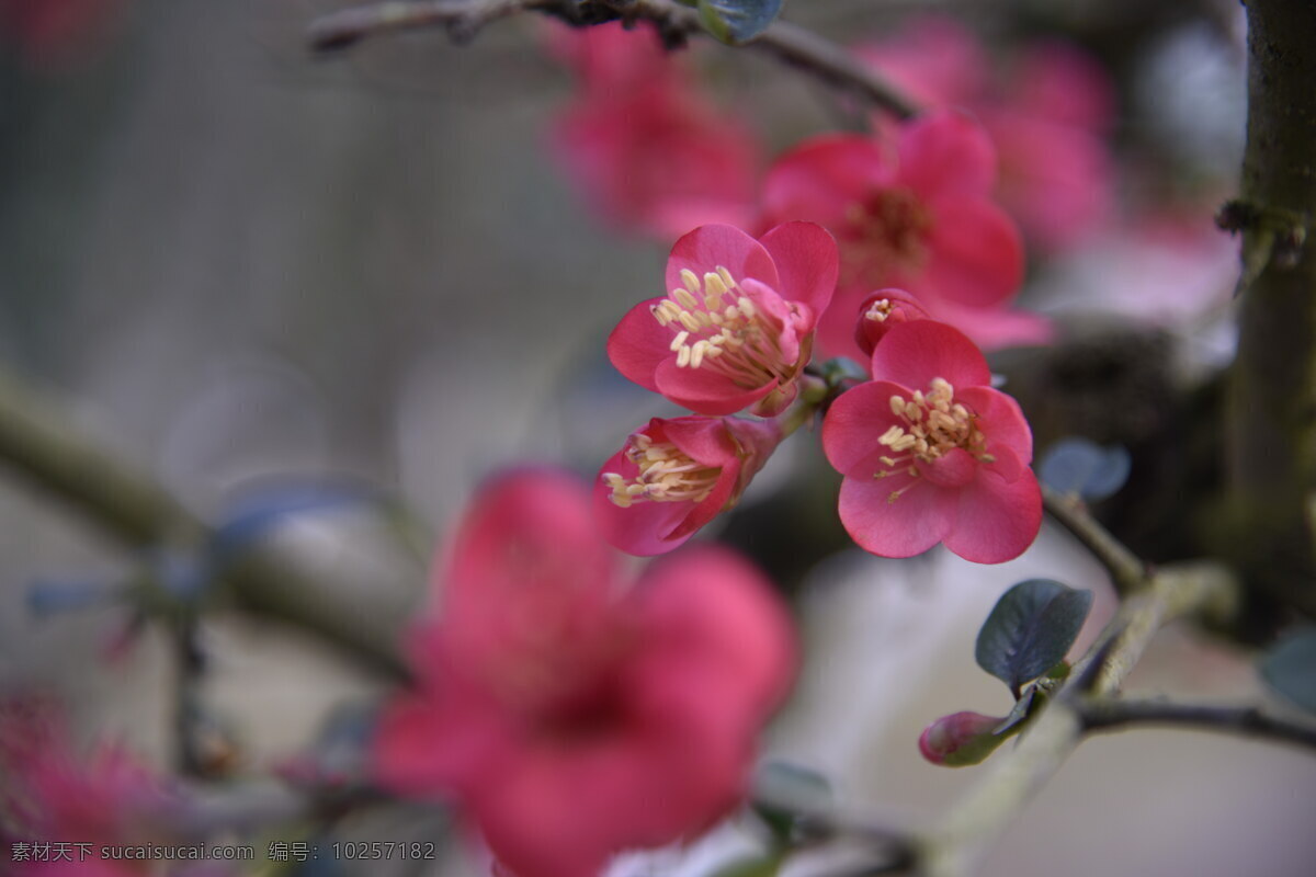 花卉 花草 花苗 花蕾 蓓蕾 鲜花 海棠花 植物 红花 鲜艳 艳丽 春天 春花 花朵 生物世界