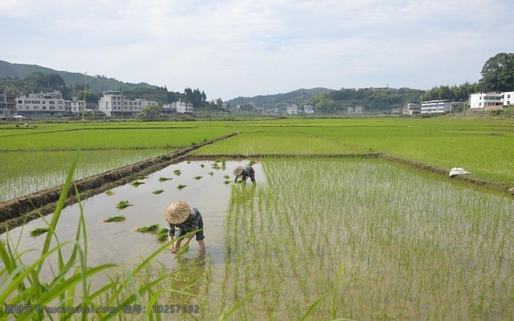 春天 同安 三洋 插秧 老农 春耕 自然景观 田园风光