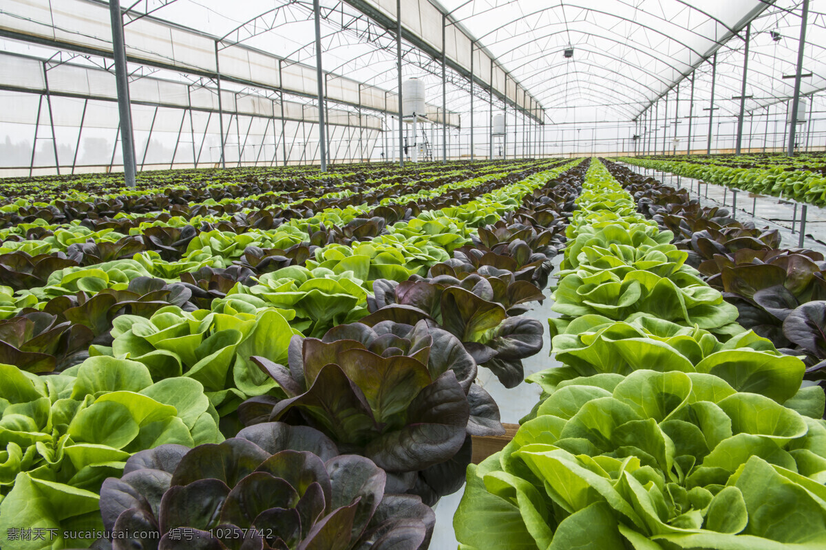 温室大棚 大棚种植 蔬菜大棚 无土栽培 大棚 蔬菜 现代农业 生物世界 现代科技 农业生产