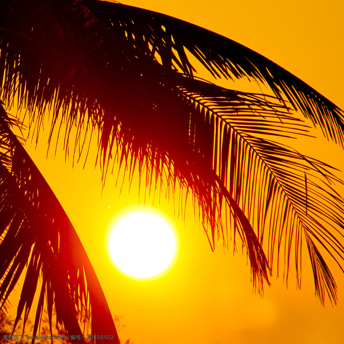 椰子树 落日 海边 黄昏 大海图片 风景图片