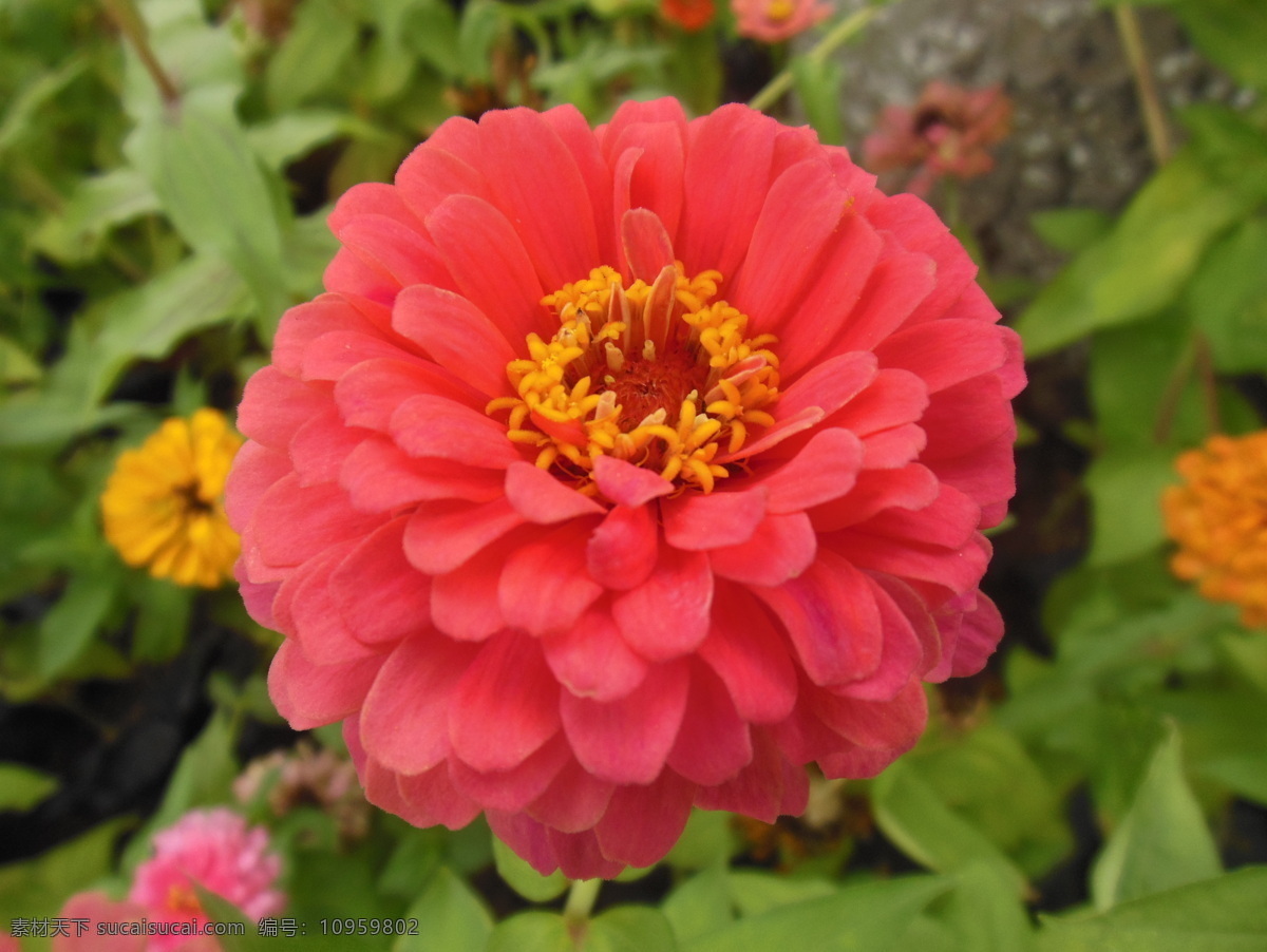 百日草 菊花 花朵 花草 花瓣 鲜艳 艳丽 绿叶 花海 生物世界