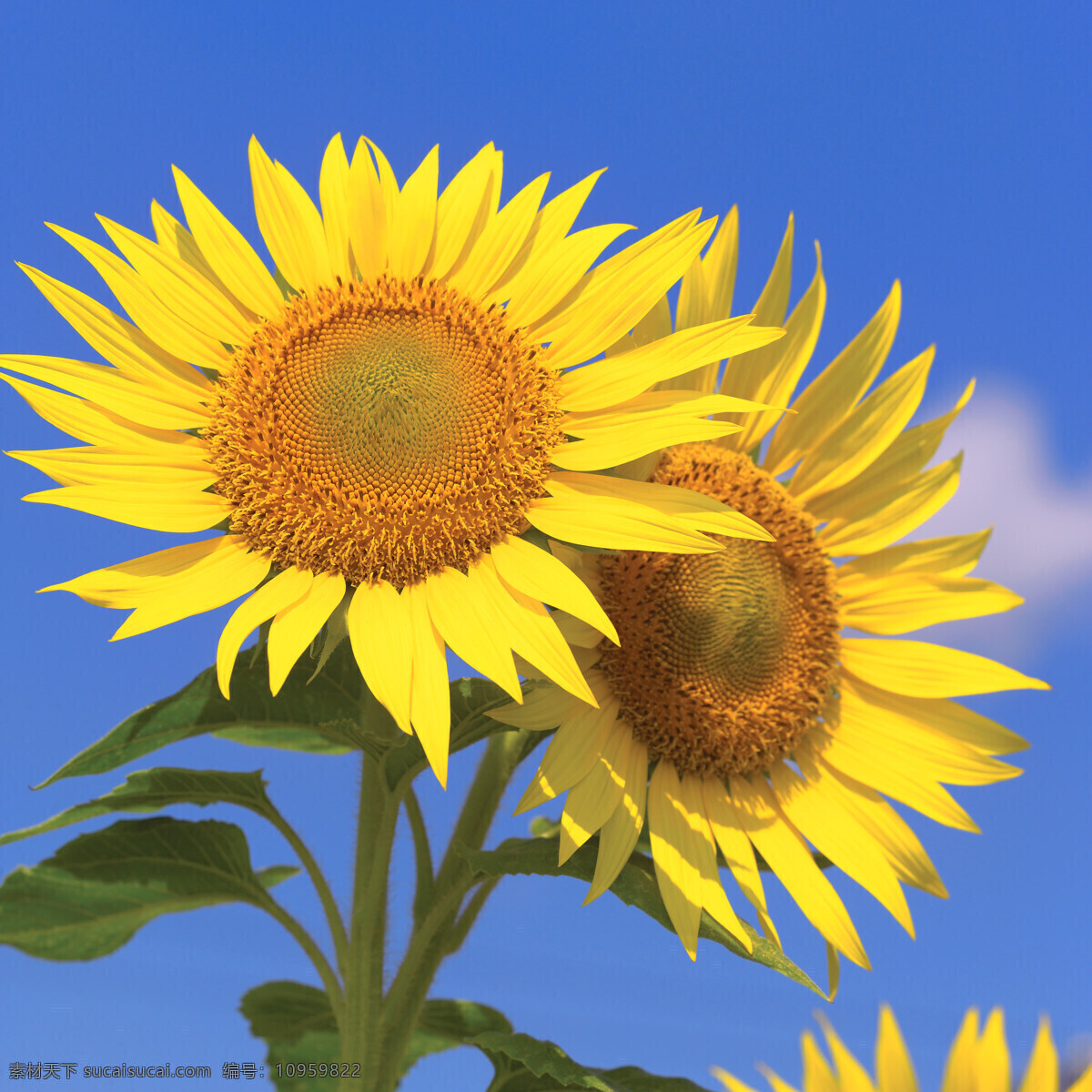 太阳花 花海 夏 阳光 植物 向日葵 葵花 自然景观 花朵 金色向日葵 生物世界 花草