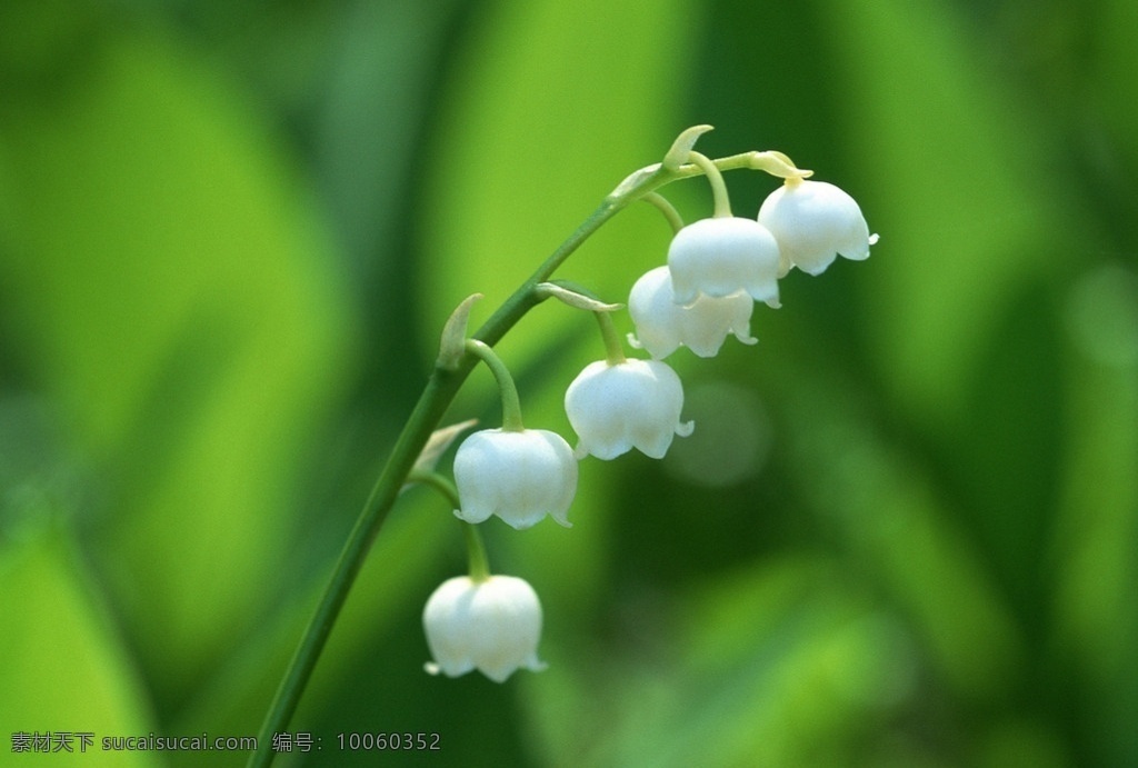 风铃花 花朵 植物 花草 花语 花草植物树木 生物世界