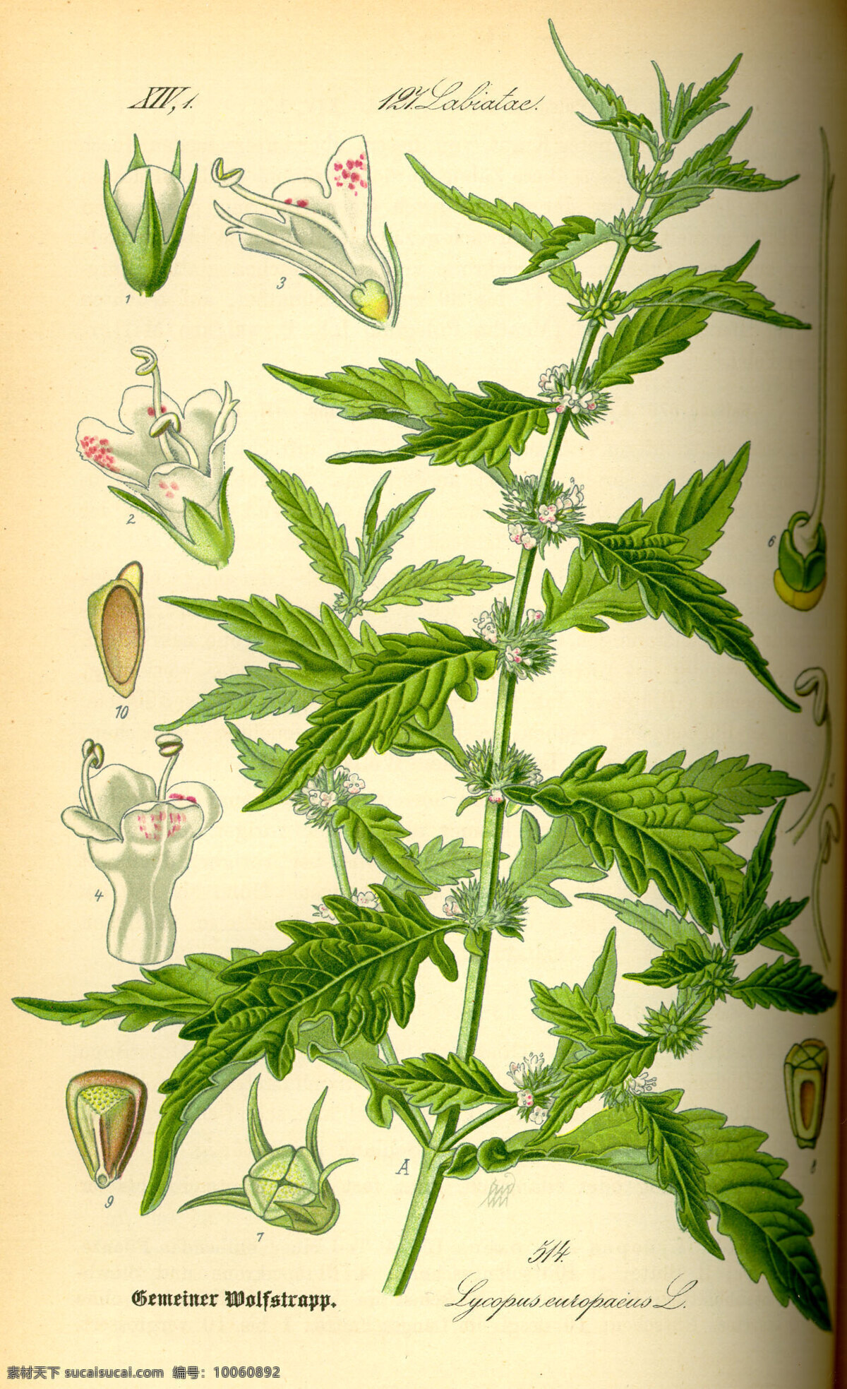 手绘植物图谱 手绘植物图册 种子植物 植物 花朵 叶子 花草 绿色植物 绿叶 花草图册 手绘植物 手绘花朵 植物图册 彩色植物图谱 植物科普 文化艺术 绘画书法