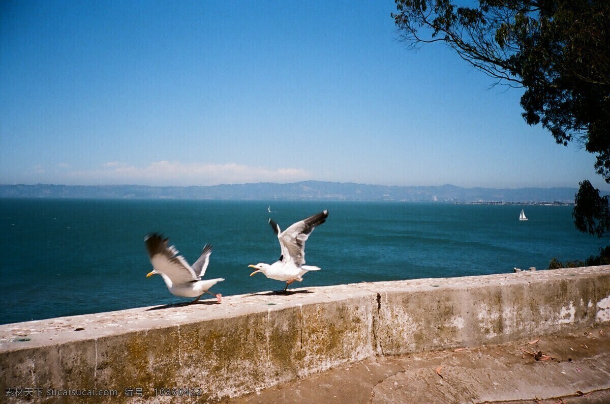 碧海 碧海蓝天 飞翔 港湾 观光 海岛 海港 海景 旧金山 海鸥 起飞 美国 恶魔和天使岛 蓝天 旅游 自然风光 自然风景 自然景观 风景 生活 旅游餐饮