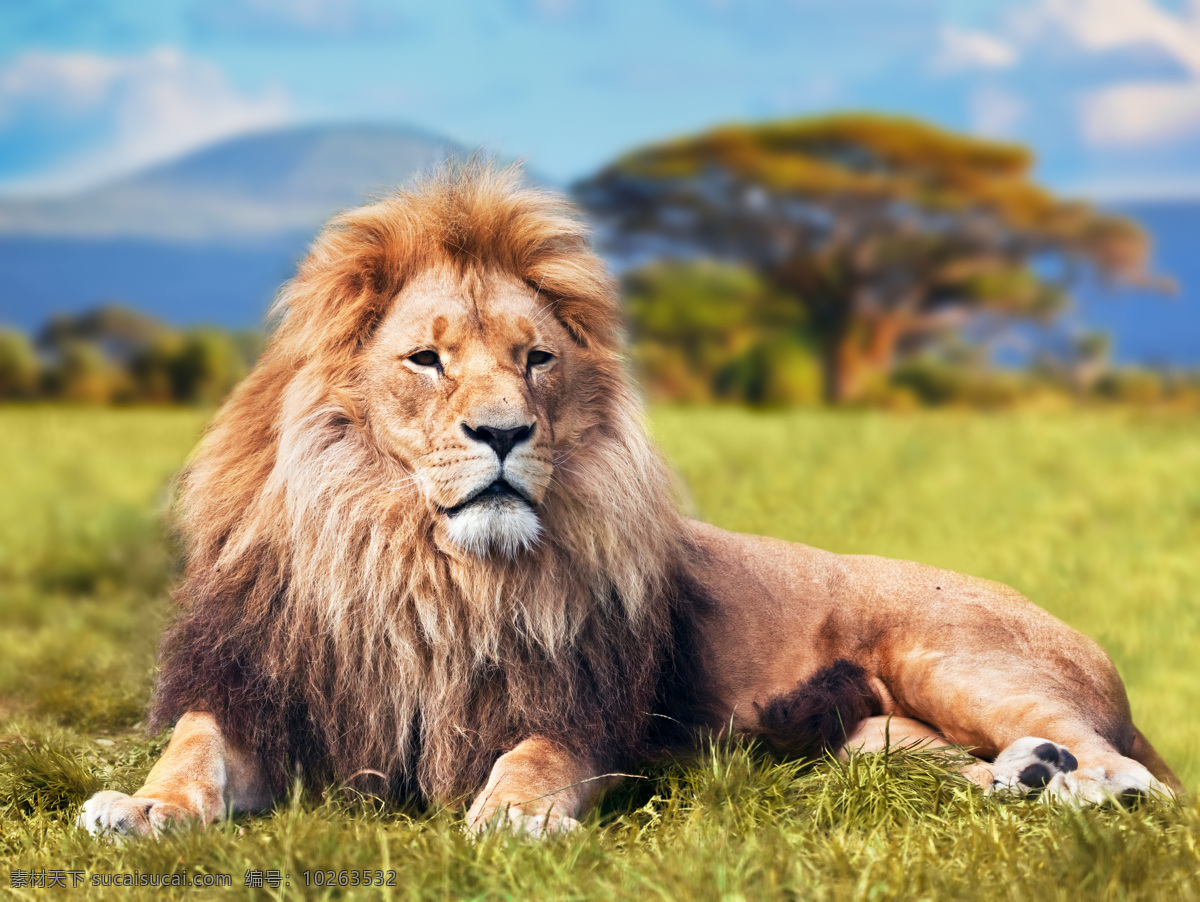 草原上的雄狮 雄狮 锤 草原 上 狮子 动物世界 动物摄影 陆地动物 生物世界 黄色