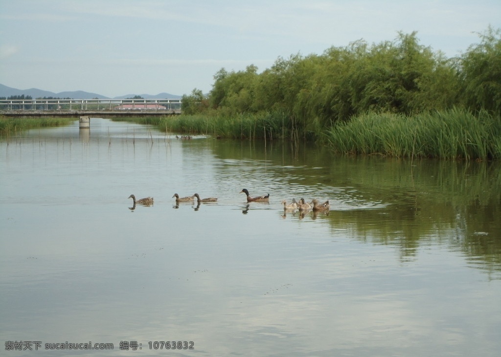 湖中鸭子 平静的湖水 鸭子游泳 湖边小桥 湖边绿树 鸭子 旅游摄影