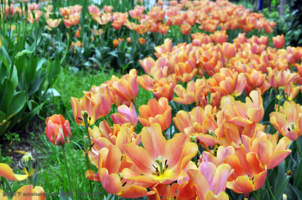 橙色郁金香 橙色 花草 郁金香 花朵 花儿 美丽 春季 春天 大自然 植物 生态 花海 公园 田园风光 生物世界
