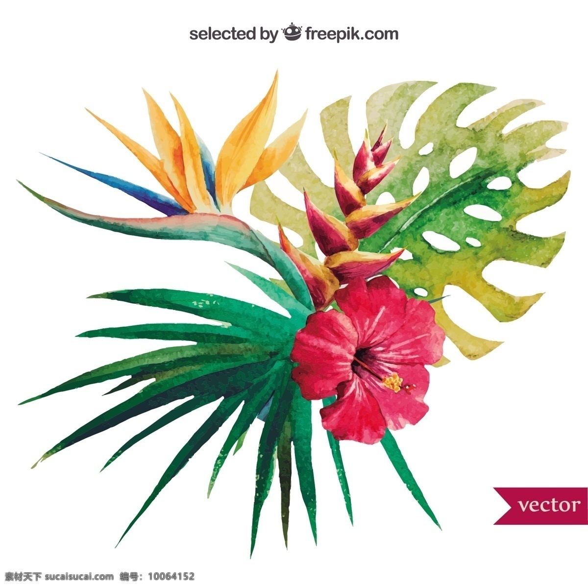 水彩热带植物 花卉 水彩 性质 油漆 叶子 植物 热带 芙蓉 异国情调