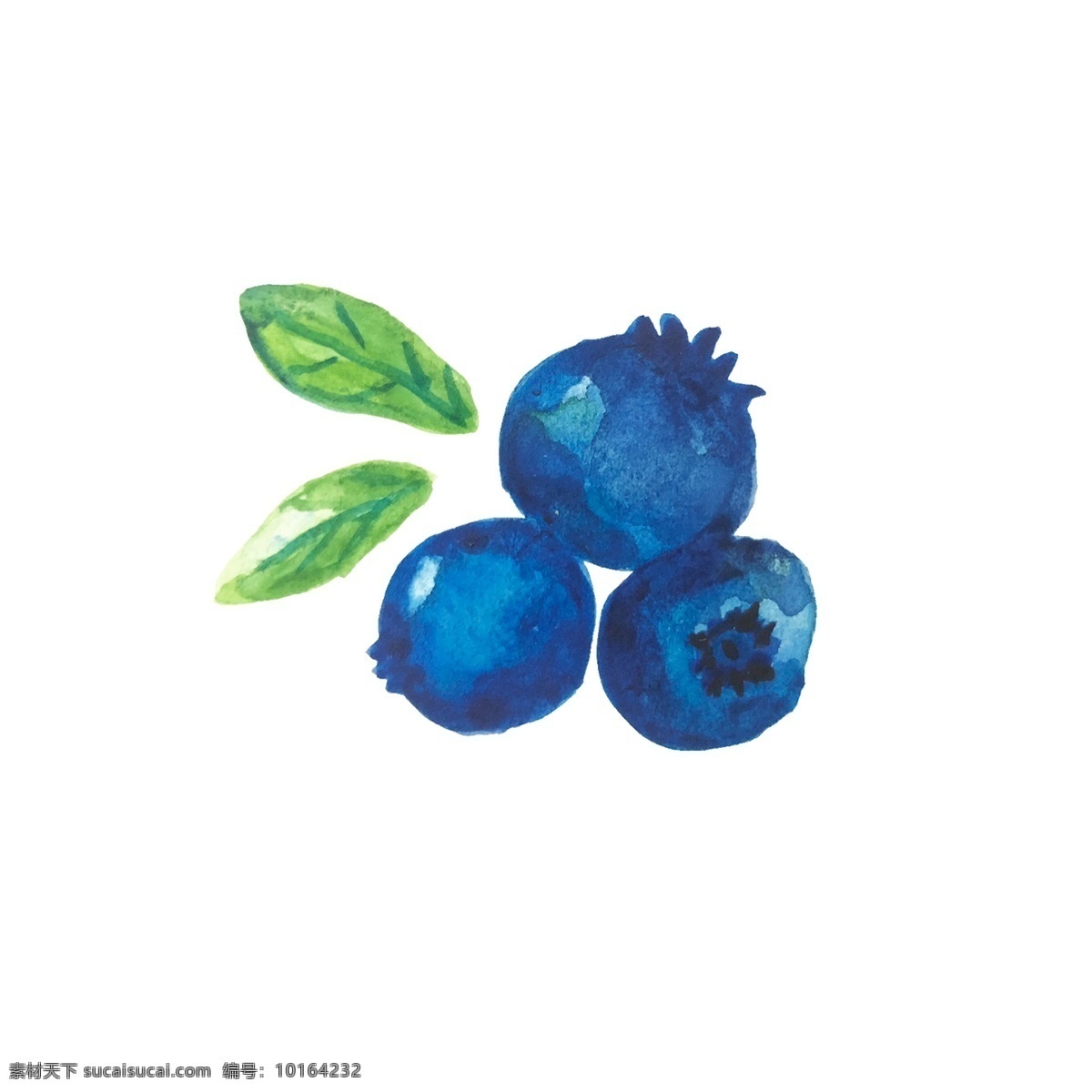 小清 新手 绘 水彩 蓝莓 商用 手绘 水果
