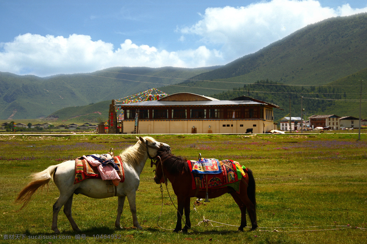 香格里拉图片 马场 草原风光 云南 藏区 草原 我的摄影图 自然景观 田园风光