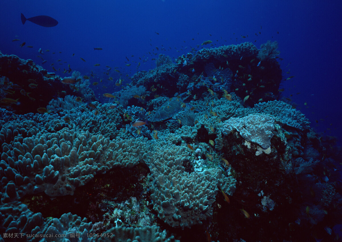 珊瑚礁 暗礁 大海 蓝色 海底 海洋 海底世界 28潜水海运 生物世界 海洋生物