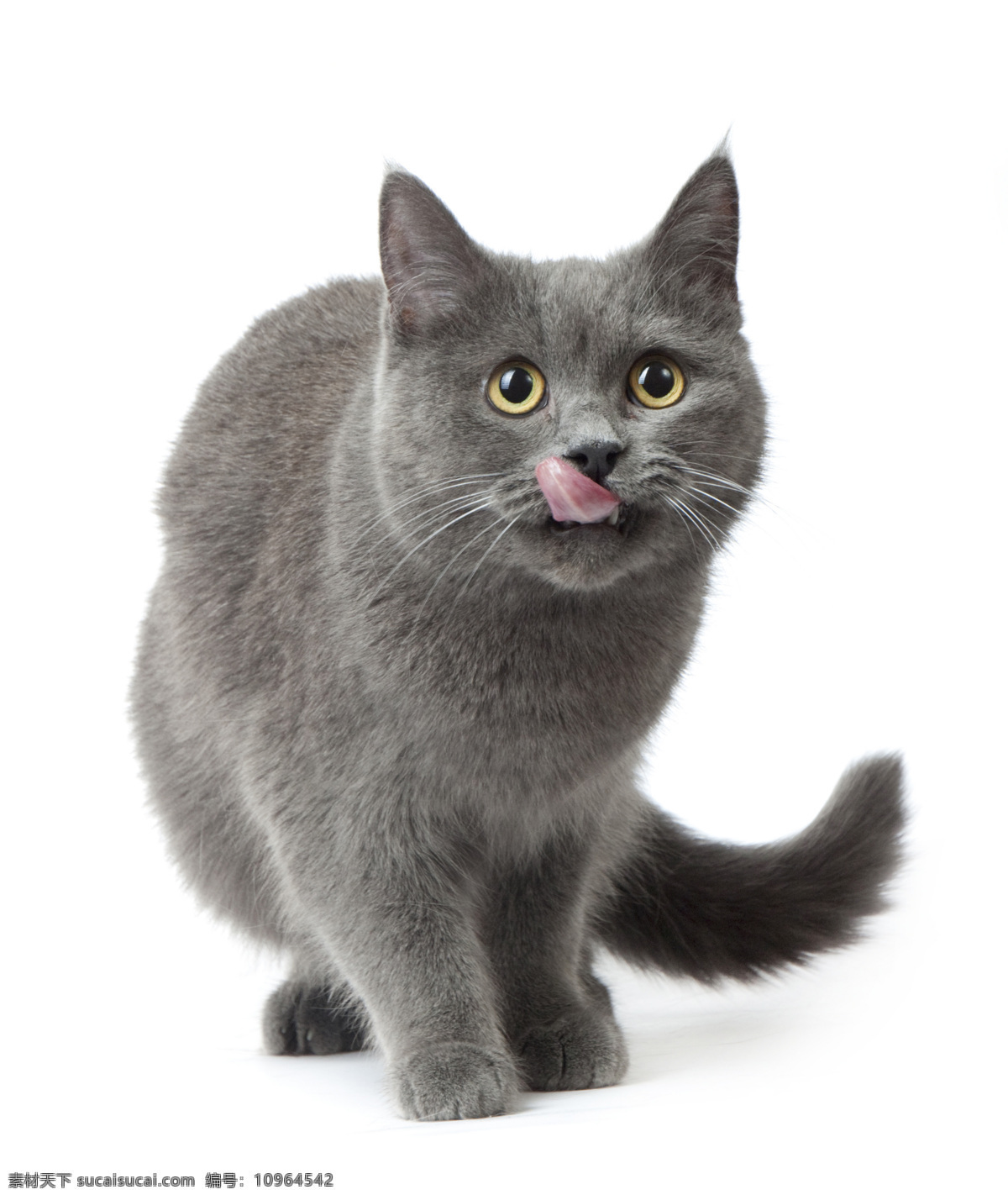 可爱小黑猫 猫 小猫 猫咪 宠物 可爱 萌 动物世界 黑猫 陆地动物 生物世界 白色