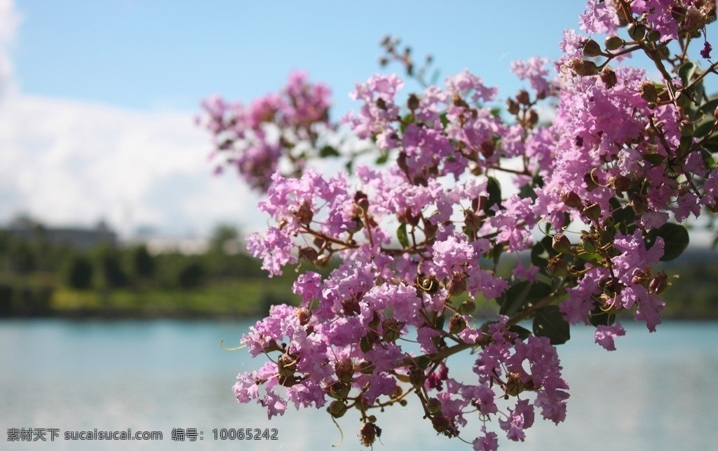 紫薇花 紫薇 蓝天 白云 湖边 公园 花花世界 花草 生物世界