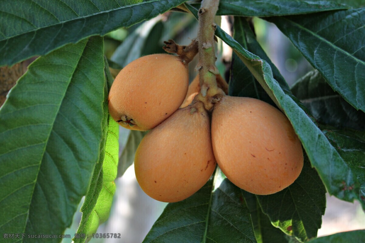 树枝上的枇杷 枇杷 枇杷叶 五星枇杷 有机水果 绿色水果 农产品 经济作物 鲜美的水果 水果店 超市 生物世界 水果