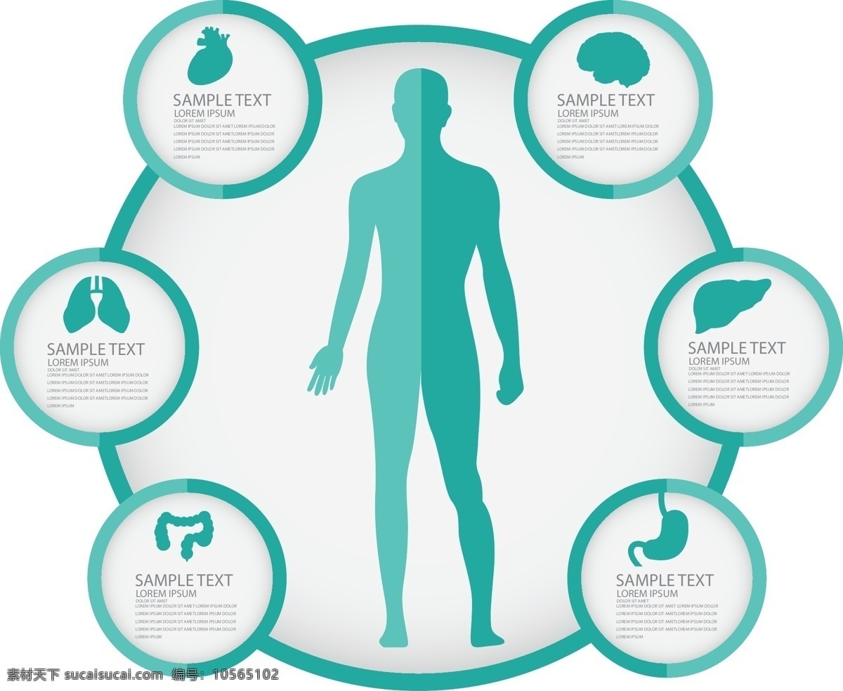 人体图 人体 健康 器官 平面 人物图库