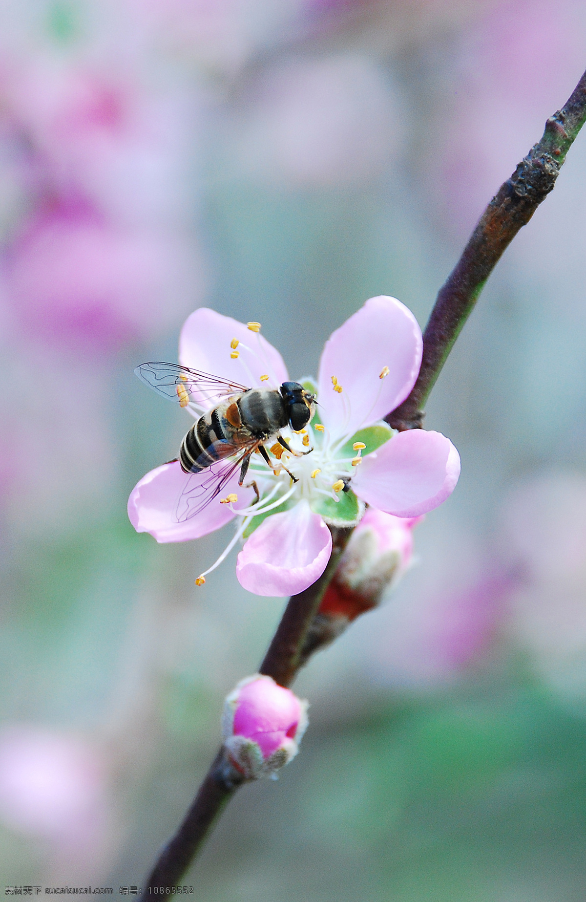 蜜蜂 春天 飞舞 花香 昆虫 生物世界 盛开 桃花 采蜜