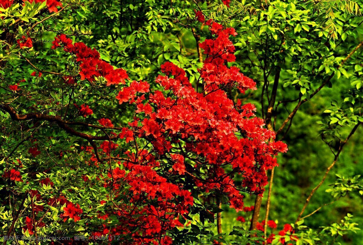 伏牛山杜鹃 杜鹃花 伏牛山 北顶 花草 生物世界
